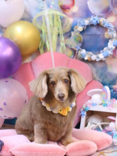 20240824桃ちゃん